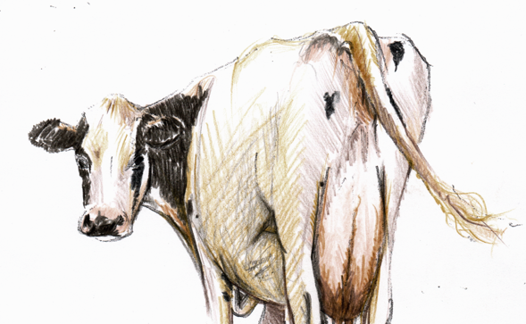 Cow Banner Image