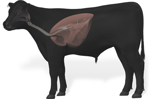 side profile of a cow