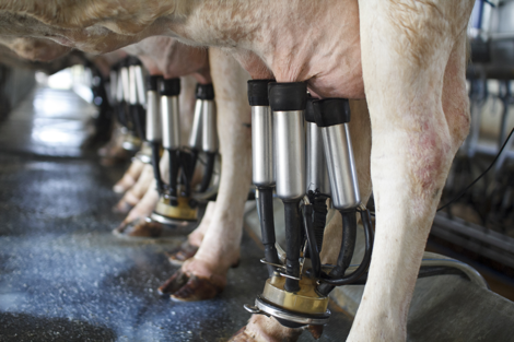 zoetis mastitis vermeiden